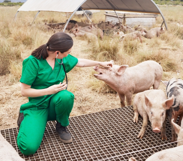 A veterinarian with pigs