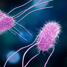 pink animated bacteria on blue background